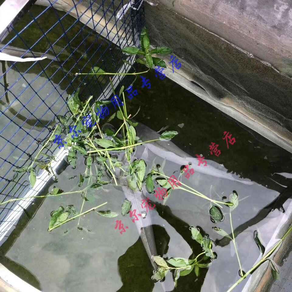 天弗白乌鱼白化黑鱼苗黑鱼苗白甲雷龙白甲鱼凶猛淡水观赏鱼活体包 白