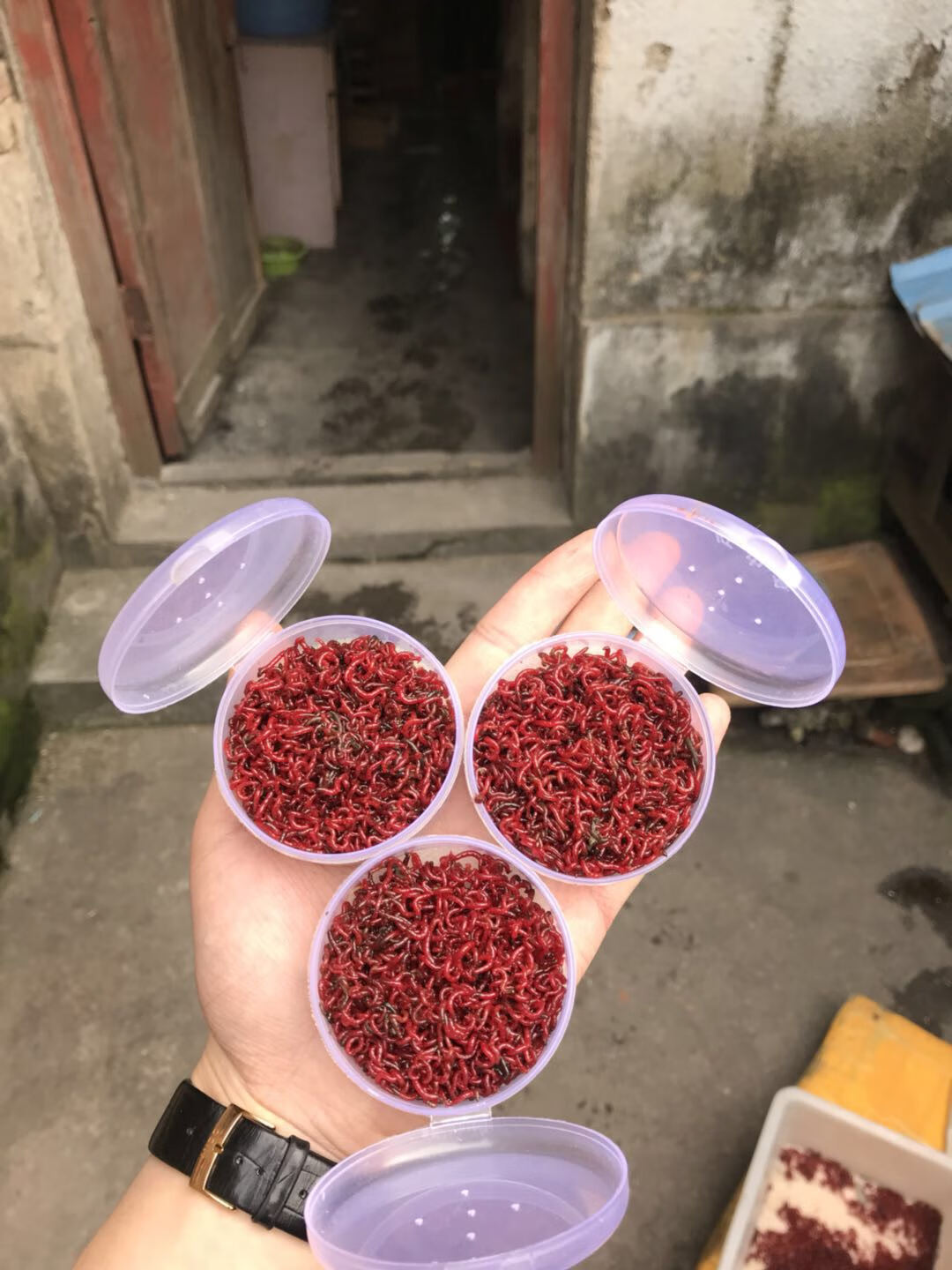 新鲜红血虫冷冻红虫赤虫红线虫罗汉鱼金鱼饲料 中号冷冻红虫2板