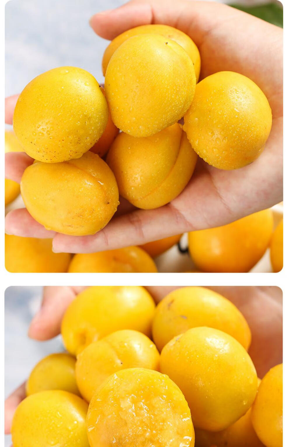 新疆小白杏新鲜水果轮台库车白杏子甜杏特产孕妇孩子老人应季500g