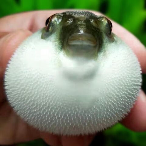 荣郁弓斑河豚观赏鱼淡水鱼小河豚潜水艇狗头鱼热带鱼会生气的鱼热带鱼