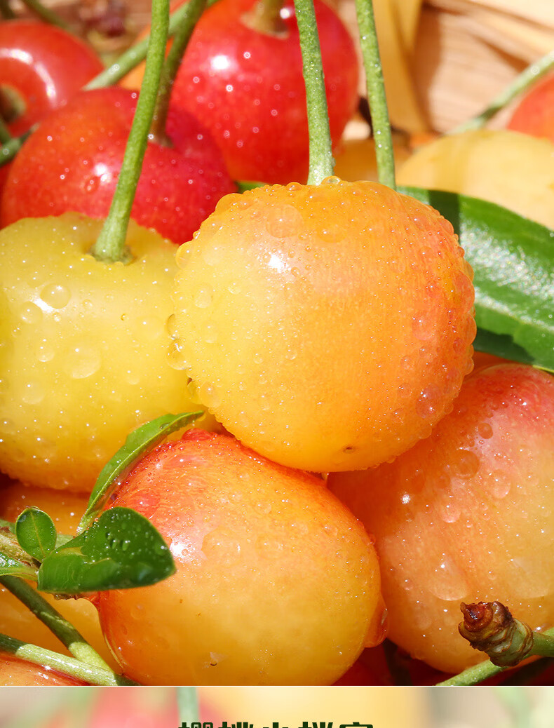 jd顺丰空运黄樱桃山东黄蜜黄水晶樱桃现摘现发水果新鲜当季时令水果