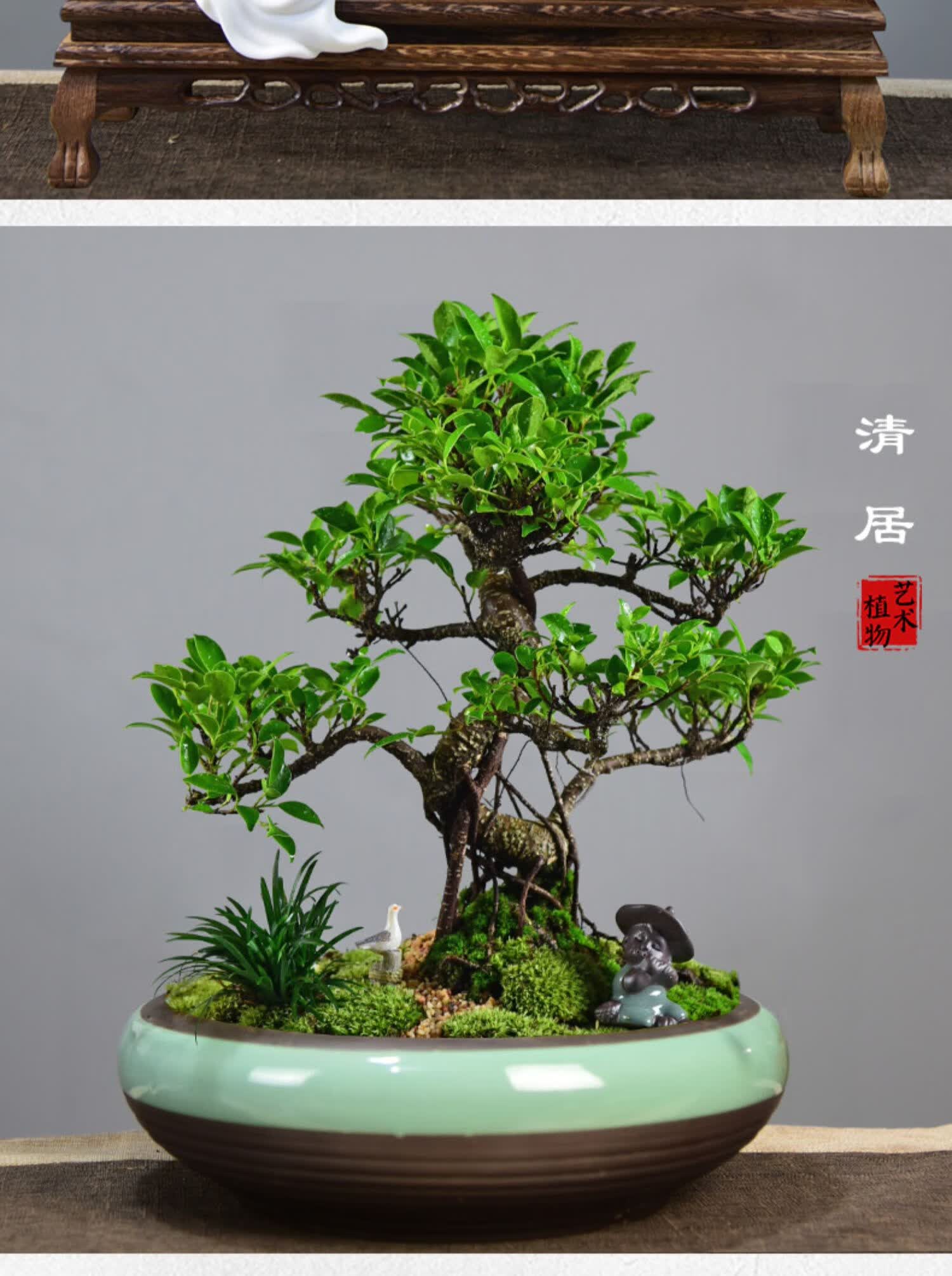 麦桑荷小叶榕树盆景造型绿植室内虎皮榕办公桌盆栽植物室内好养四季