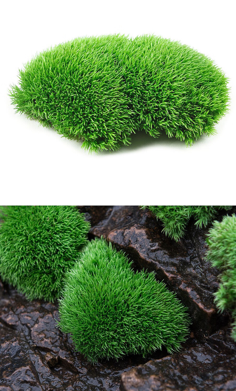 鲜活苔藓白发藓微景观生态瓶植物盆栽桌面盆景雨林水陆