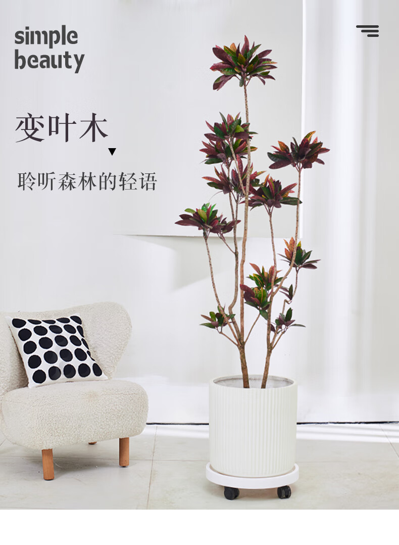 朵芮蜜七彩变叶木室内大型客厅落地绿植盆栽办公室千年变色木造型大