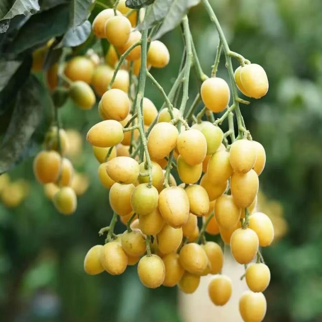 黄皮果新鲜水果 鸡心黄皮果黄弹子冰糖黄皮果孕妇水果 航空 1斤装空运