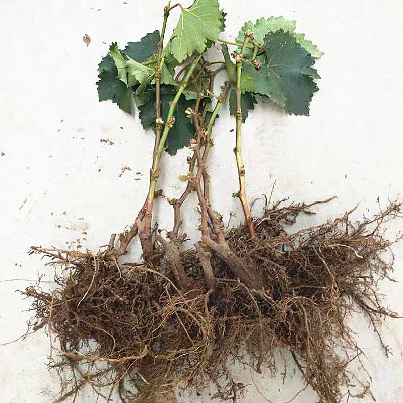 汐岩优选嫁接阳光玫瑰葡萄苗日本晴王葡萄树苗盆栽地栽当年结果爬藤