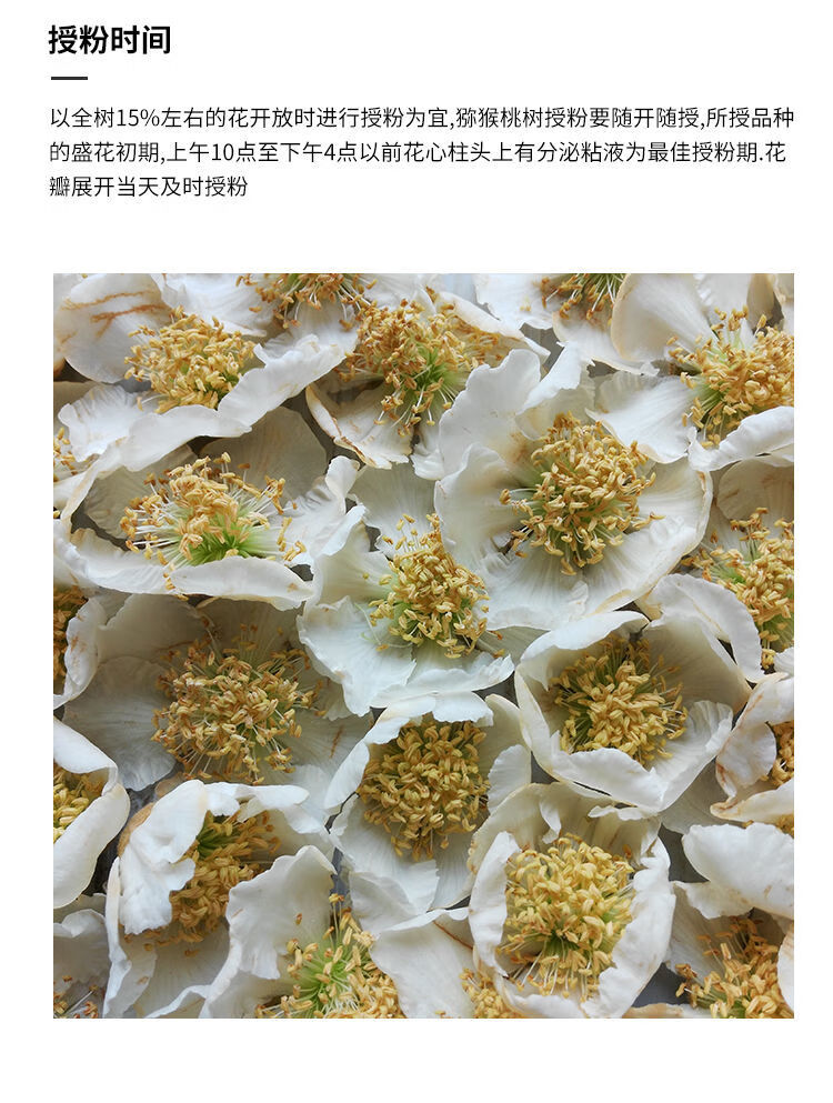 有仁堂猕猴桃花粉人工授粉高活性猕猴桃花粉公雄软枣绿黄红心猕猴桃