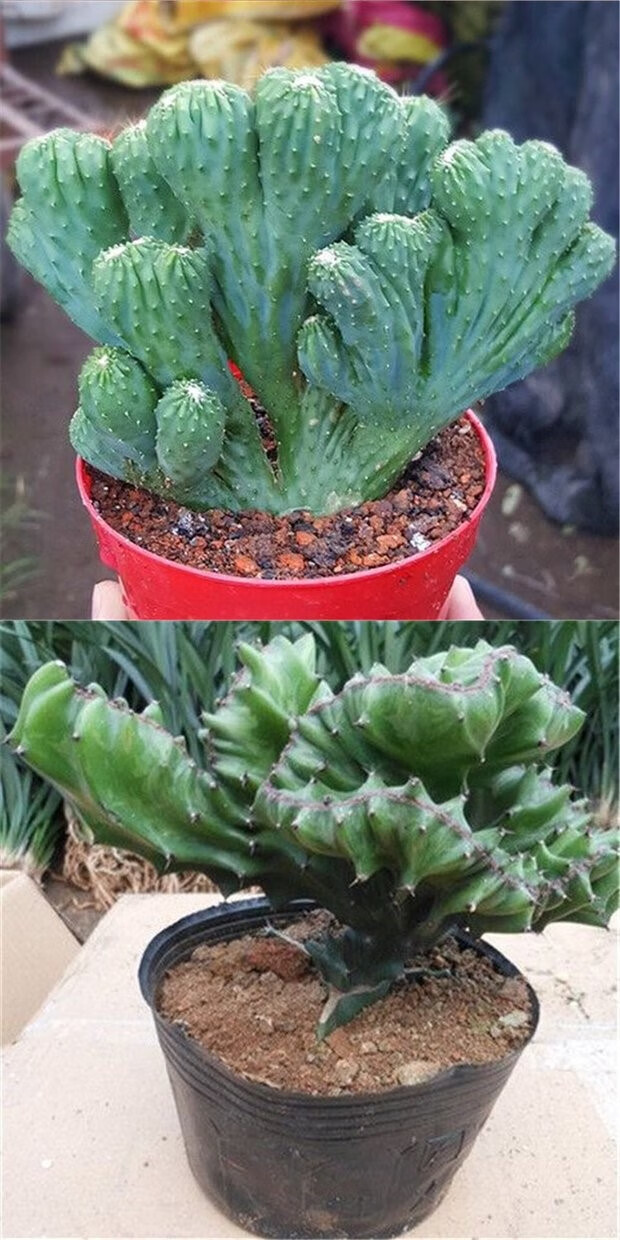 多肉植物玉麒麟盆栽花卉仙人掌麒麟掌室内吸甲醛防辐 玉麒麟大号【30