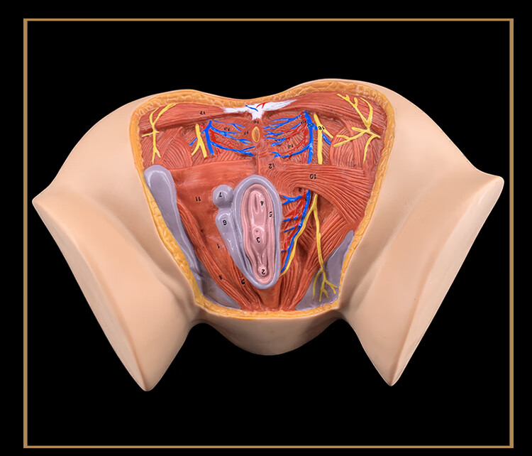 女性會陰模型 會陰解剖模型 婦科解剖模型 女性生殖器官解剖模型 女性