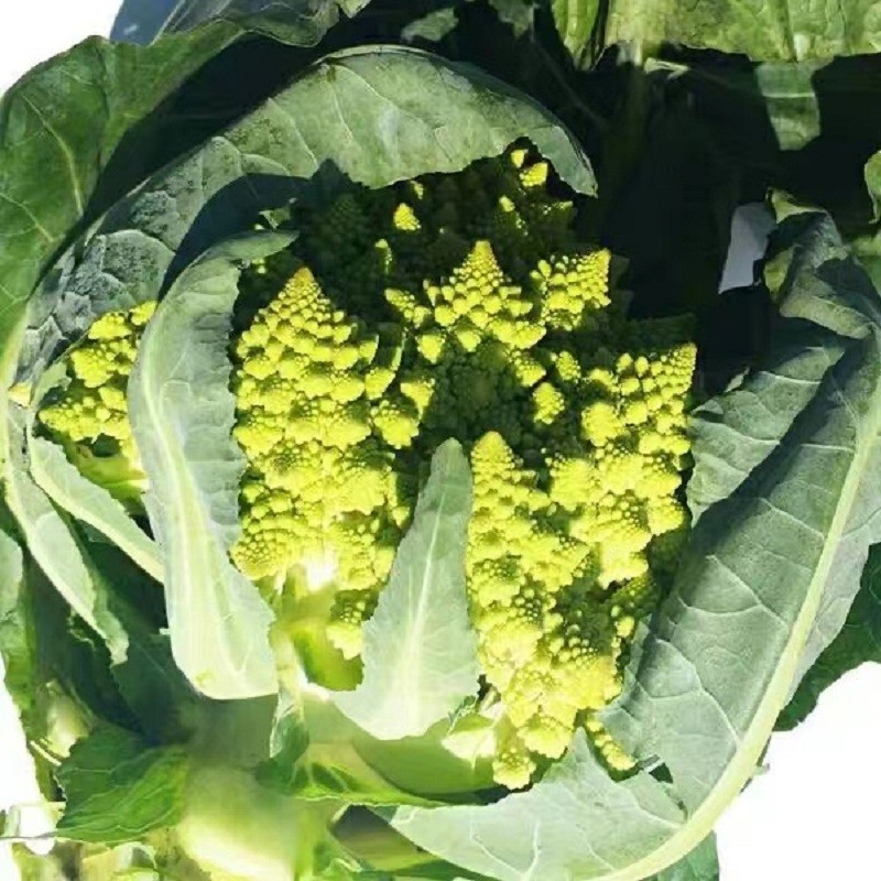 新鲜宝塔花菜新鲜蔬菜罗马花椰菜特种蔬菜酒店配菜时令蔬菜 800克一颗