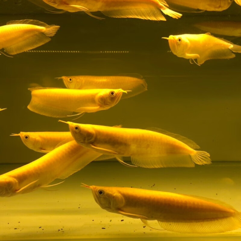 中大型金龙鱼活体红龙鱼配鱼热带观赏鱼 黄化银龙12-13cm1条【图片