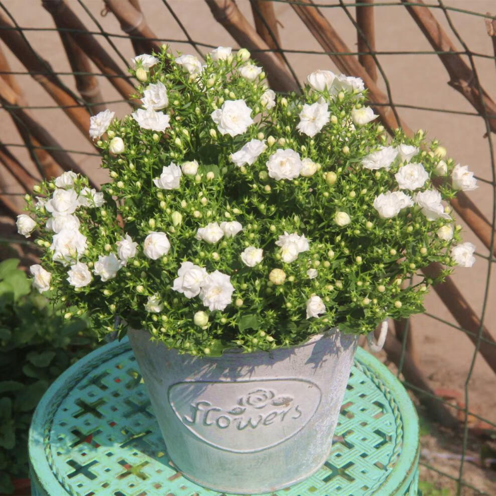 风铃 白色重瓣风铃花 四季开花盆栽 易养活室内阳台带花 丹麦风铃白色