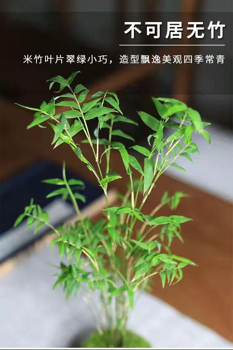 日本红寒竹种植图片