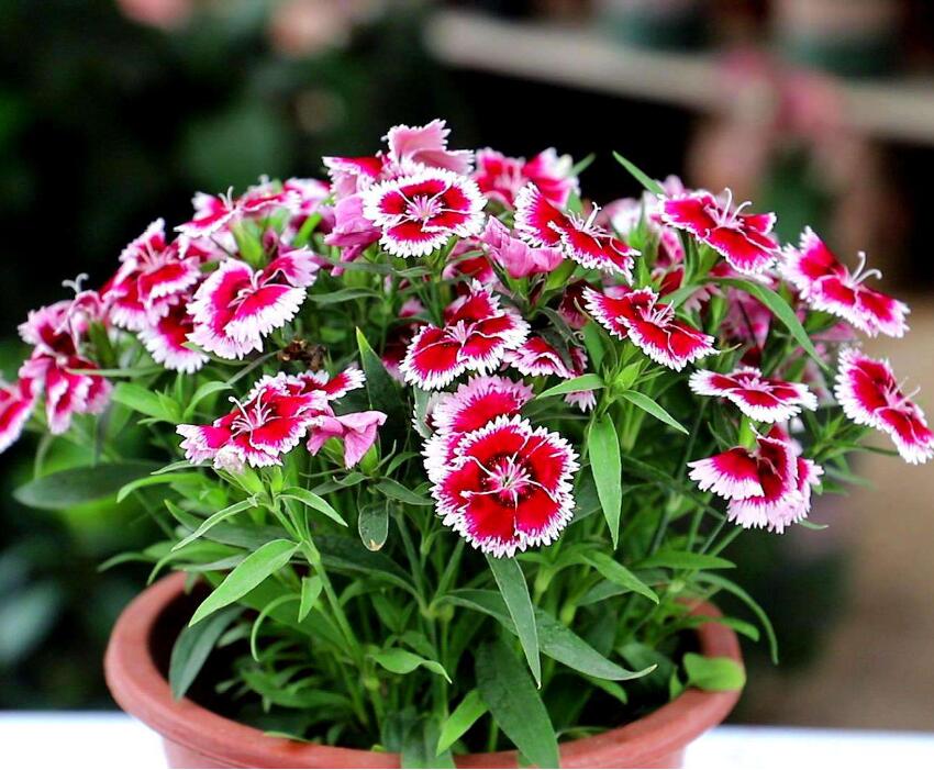 五色菊花卉种子姬小菊四季易活路边庭院室内耐寒旱波斯菊花籽盆栽