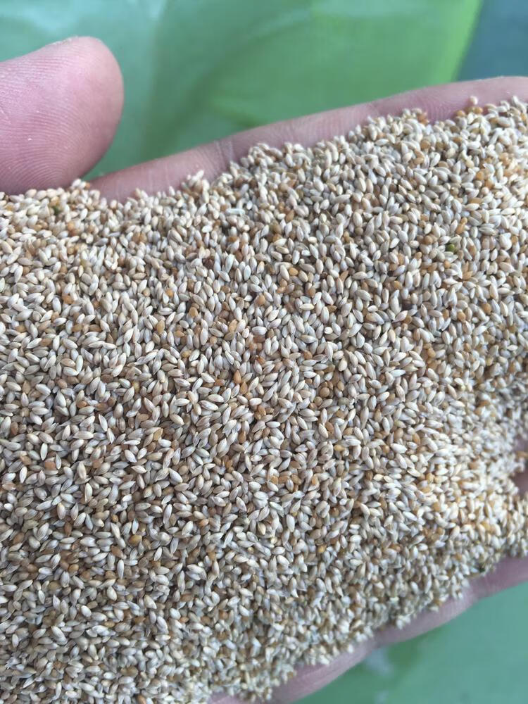 进口提摩西草种子 猫尾草梯牧草 兔子豚鼠荷兰猪牧草宠物口粮 正品