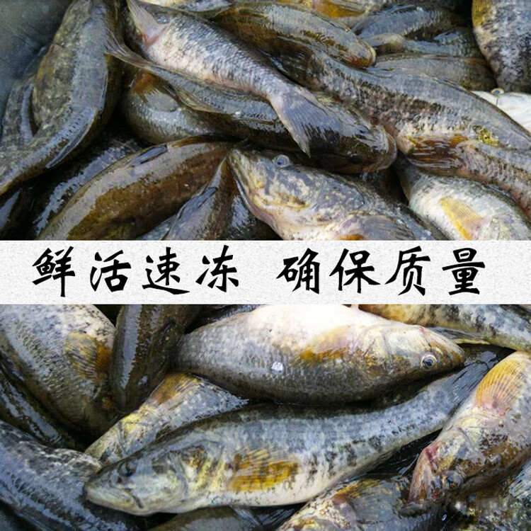 老頭魚黑龍江特產淡水魚大頭魚東北鮮活河魚新鮮山胖頭食用小雜魚小號