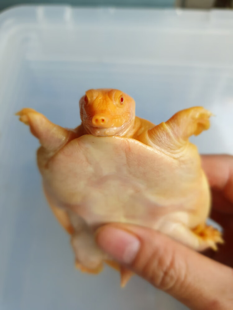 萌萌哒红眼白化鳖变异鳖变异王八甲鱼苗黄金甲鱼山瑞黄金鳖苗珍珠鳖
