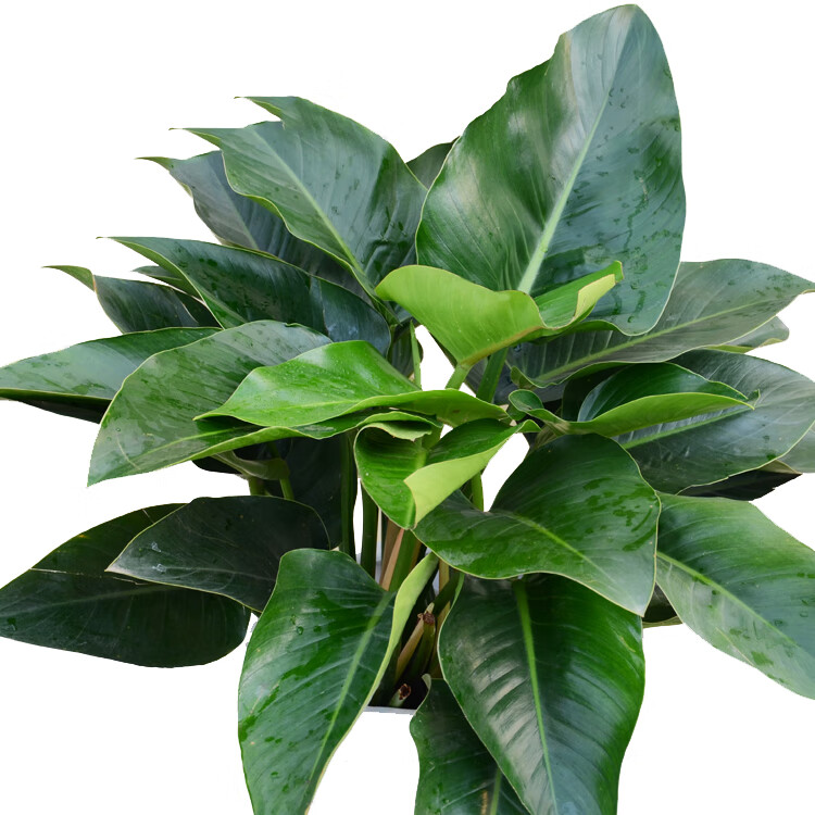 大型植物 金钻蔓绿绒吸甲醛植物大型室内阳台净化空气植物常绿盆栽叶