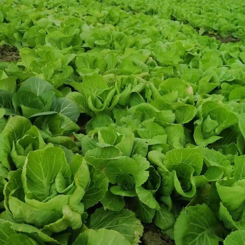 湖北大白菜苔现摘新鲜蔬菜青菜苔白菜心毛白菜苔时令蔬菜白菜苔3斤