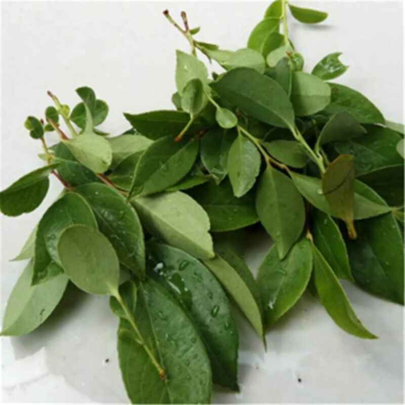 维桑新鲜乌饭叶南烛叶乌饭树叶乌饭草可制作乌米饭2kg