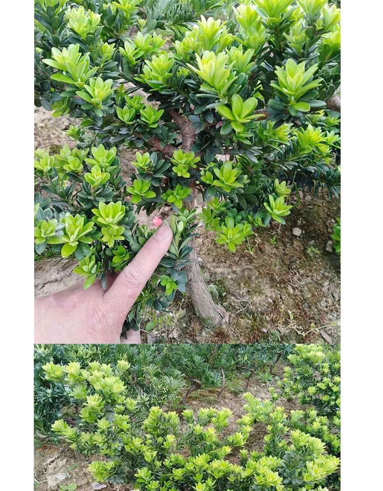 红芽圆叶珍珠 金钻 菊花芯 米叶罗汉松树苗盆栽 黑珍珠7年苗 不含盆