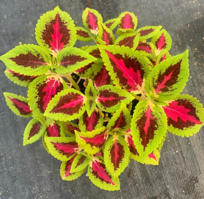 彩叶草盆栽花卉五彩苏观叶植物室内阳台庭院清心草办公室好养绿植