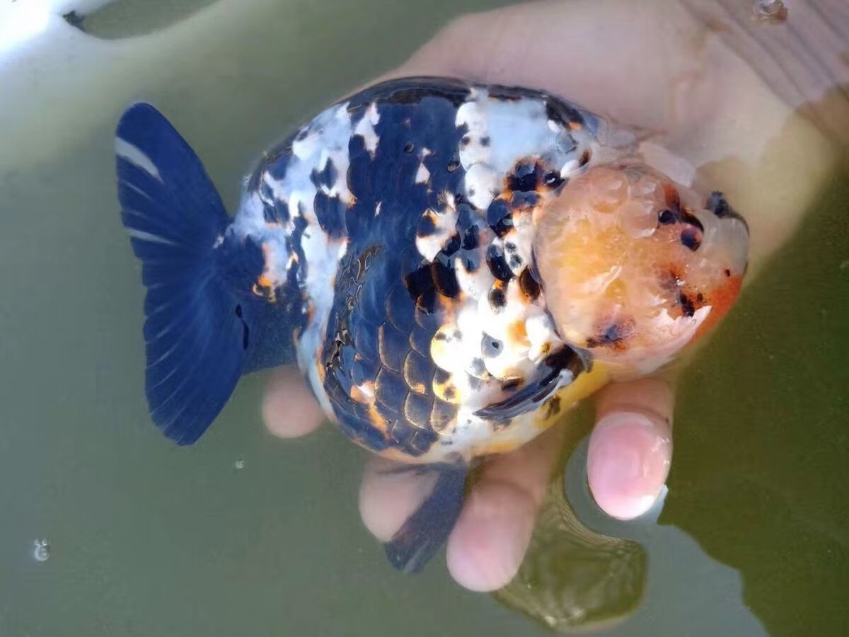 水墨重墨兰寿金鱼活体鱼苗观赏鱼冷水鱼淡水鱼活体宠物渔场直销水墨89