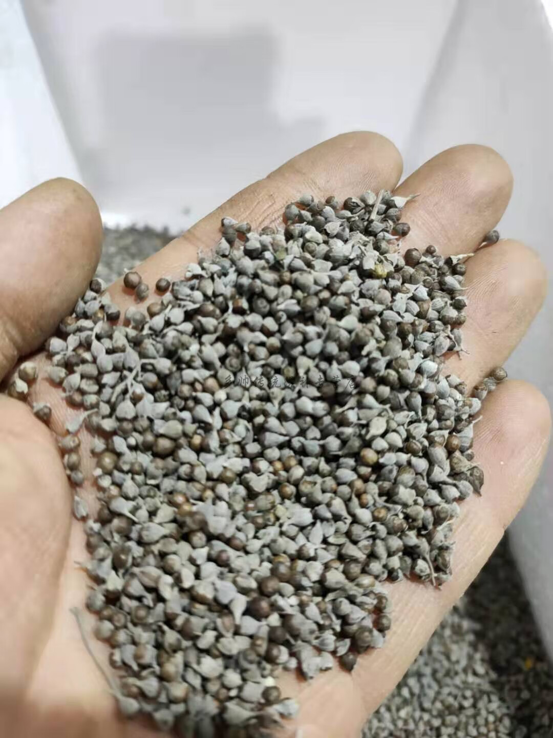 荆条籽黄荆子荆颗籽布荆籽手工荆子布荆子黄金子做枕头小荆500克