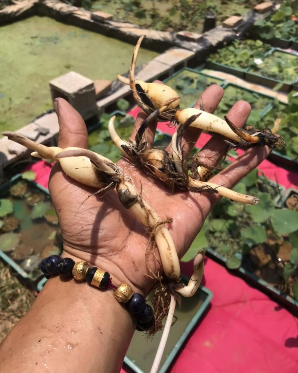 陽臺書房小型荷花微型小碗蓮種藕荷花苗盆景栽多年生色四季包成活包