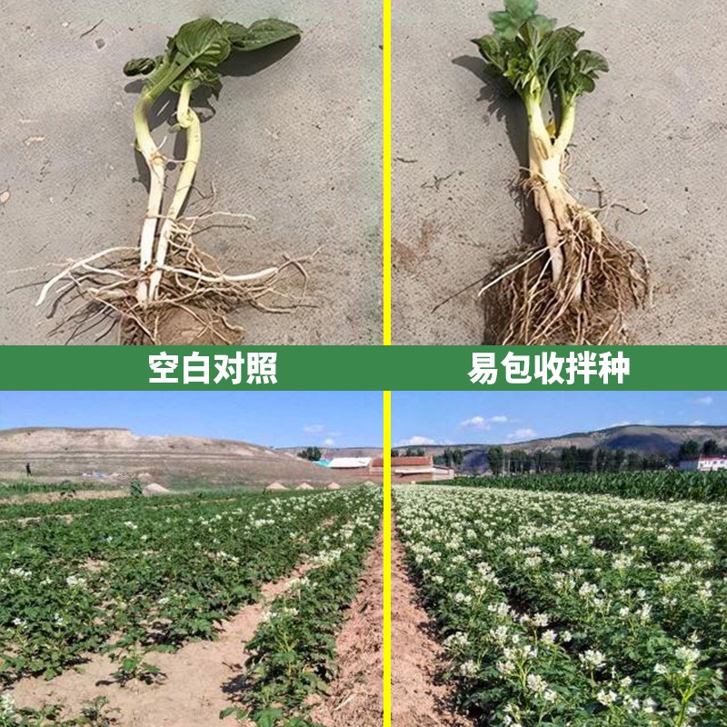 马铃薯土豆种子专用拌种剂包衣剂根腐病地老虎咯菌腈浸种衣剂农药 60g