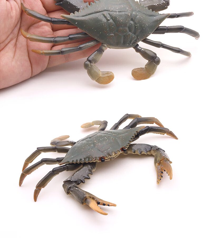 帝王蟹模型仿真螃蟹模型梭子蟹玩具寄居蟹蟹儿童中华鲎海洋生物螃蟹