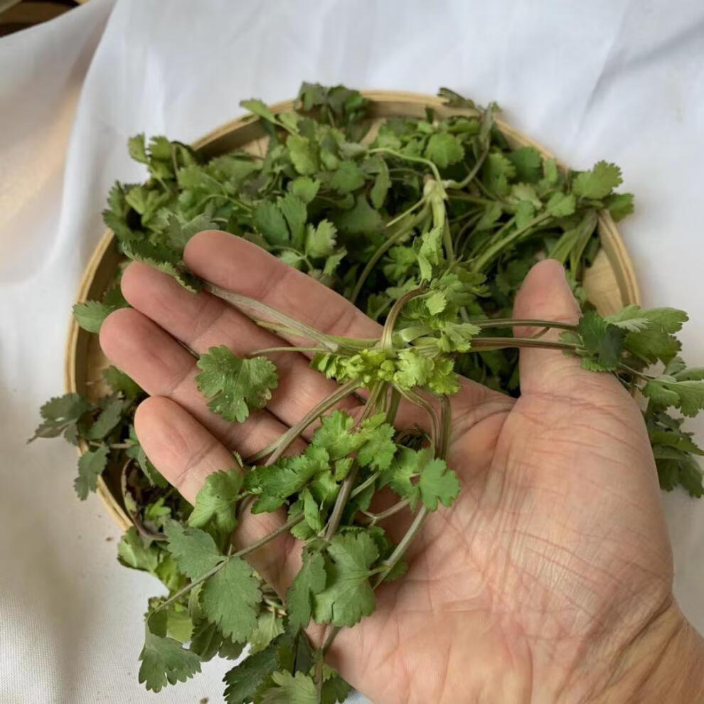 源外园香菜新鲜蔬菜芫荽农家矮脚土香菜霜冻香菜红根香菜团建礼生鲜