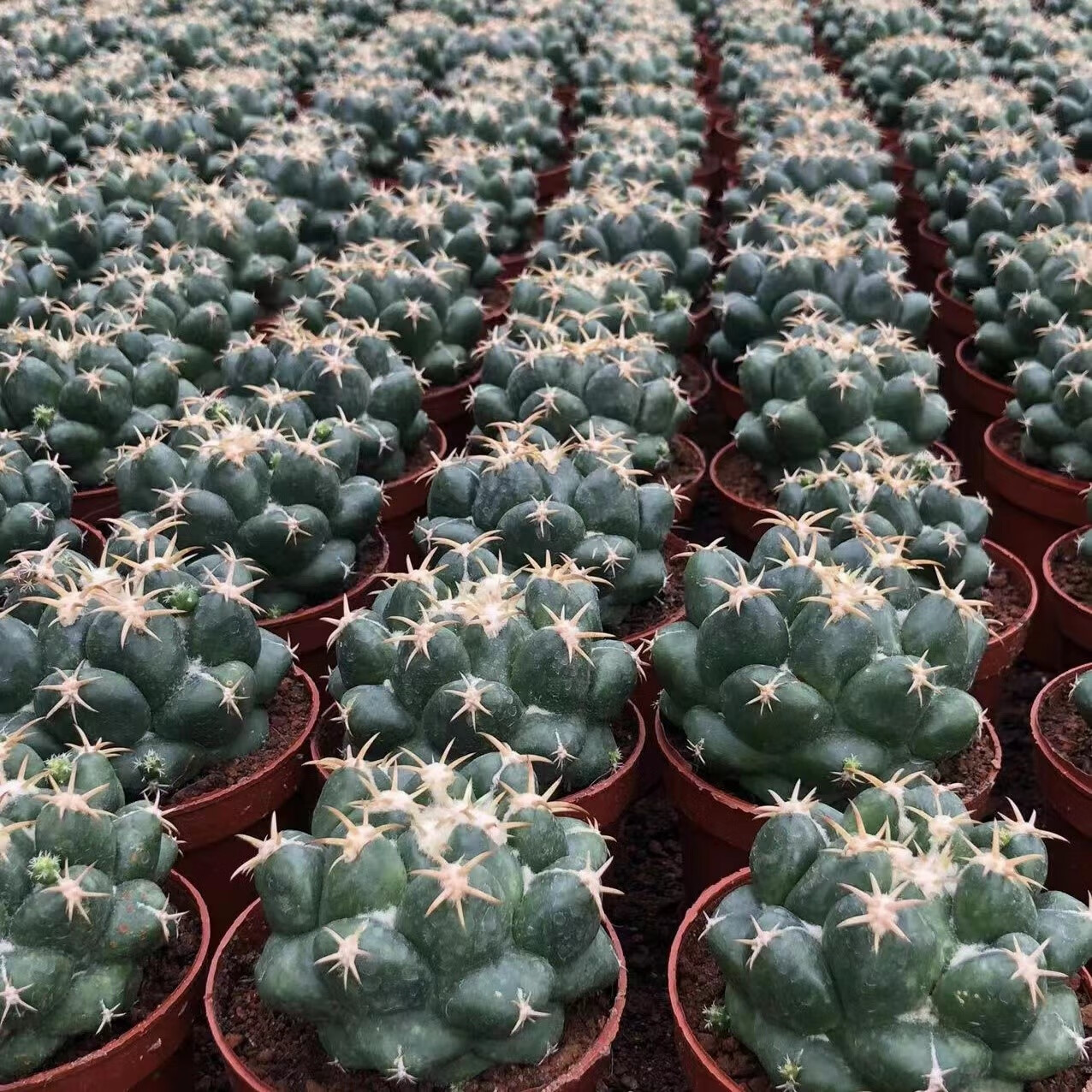 象牙仙人球开花短豪刺仙人掌耐旱好养多肉盆栽办公桌面花卉 新天地(14