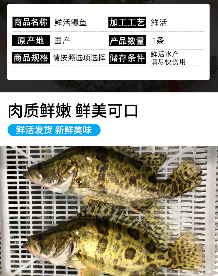 活鲜乐食港鲜活桂鱼鳜鱼桂花鱼活鲜海鲜水产鱼类活鱼活桂鱼2斤1条