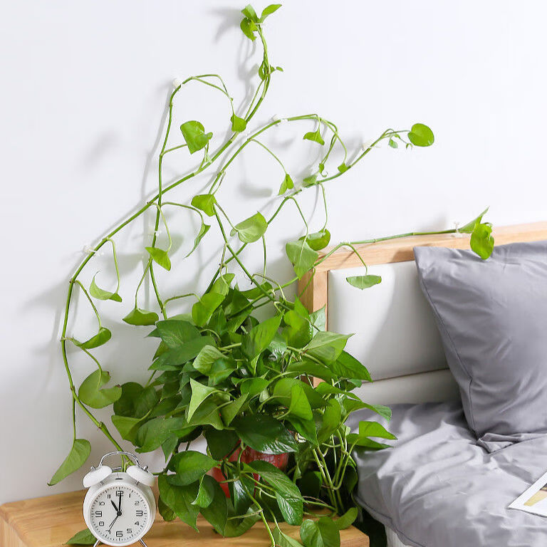 绿萝爬藤固定器植物花爬藤架绿萝爬墙固定器阶梯花架藤蔓整理夹子室内