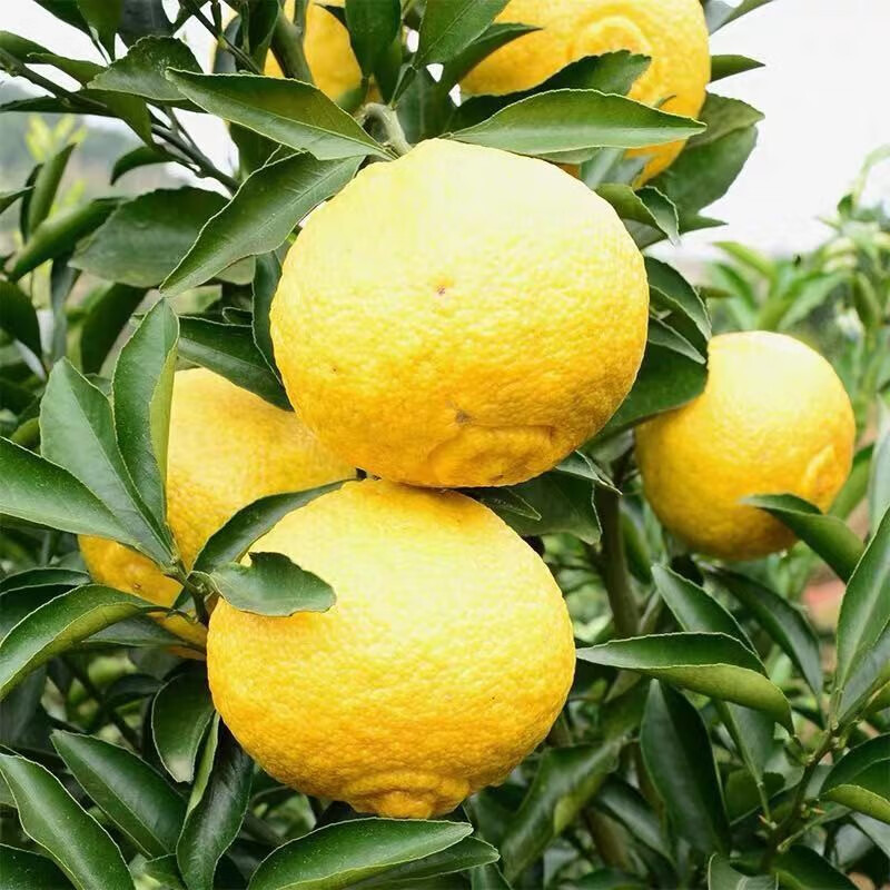 正宗湖南怀化黄金贡柚洪江黄金柚子象山青春香柚甜桔柚十斤装 礼盒