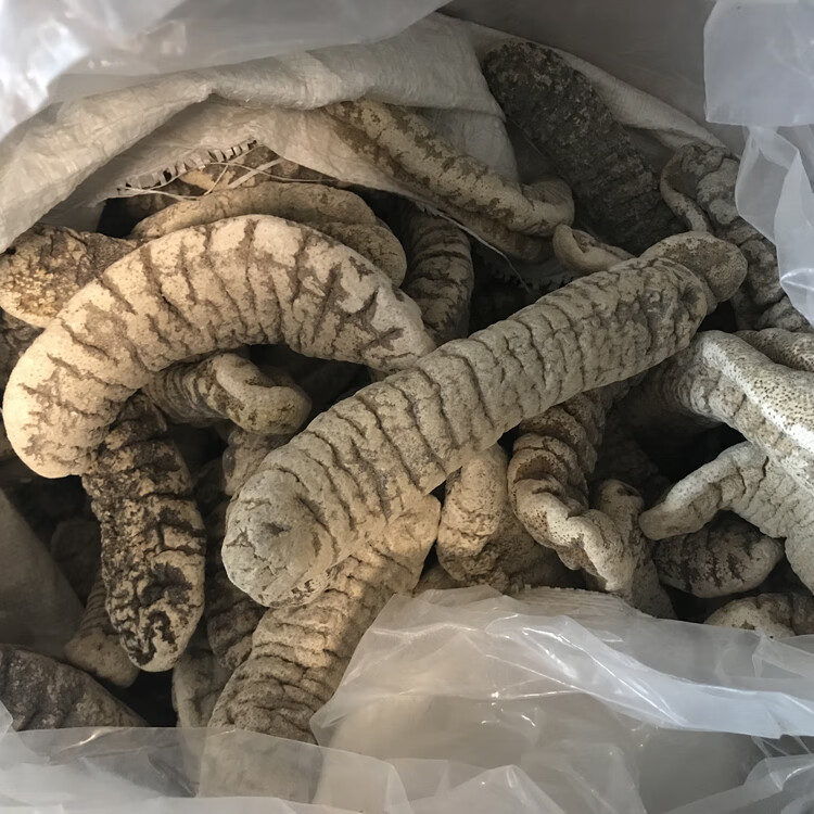 5折 猪婆参 500g 非大连即食辽参海参干货猪婆参淡干海鲜酒店用料