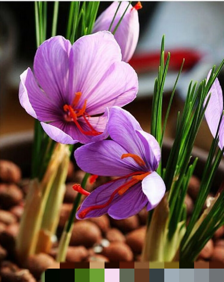 番红花藏红花种球种子苗盆栽球根花卉番红花西红花冬季耐寒盆栽z1