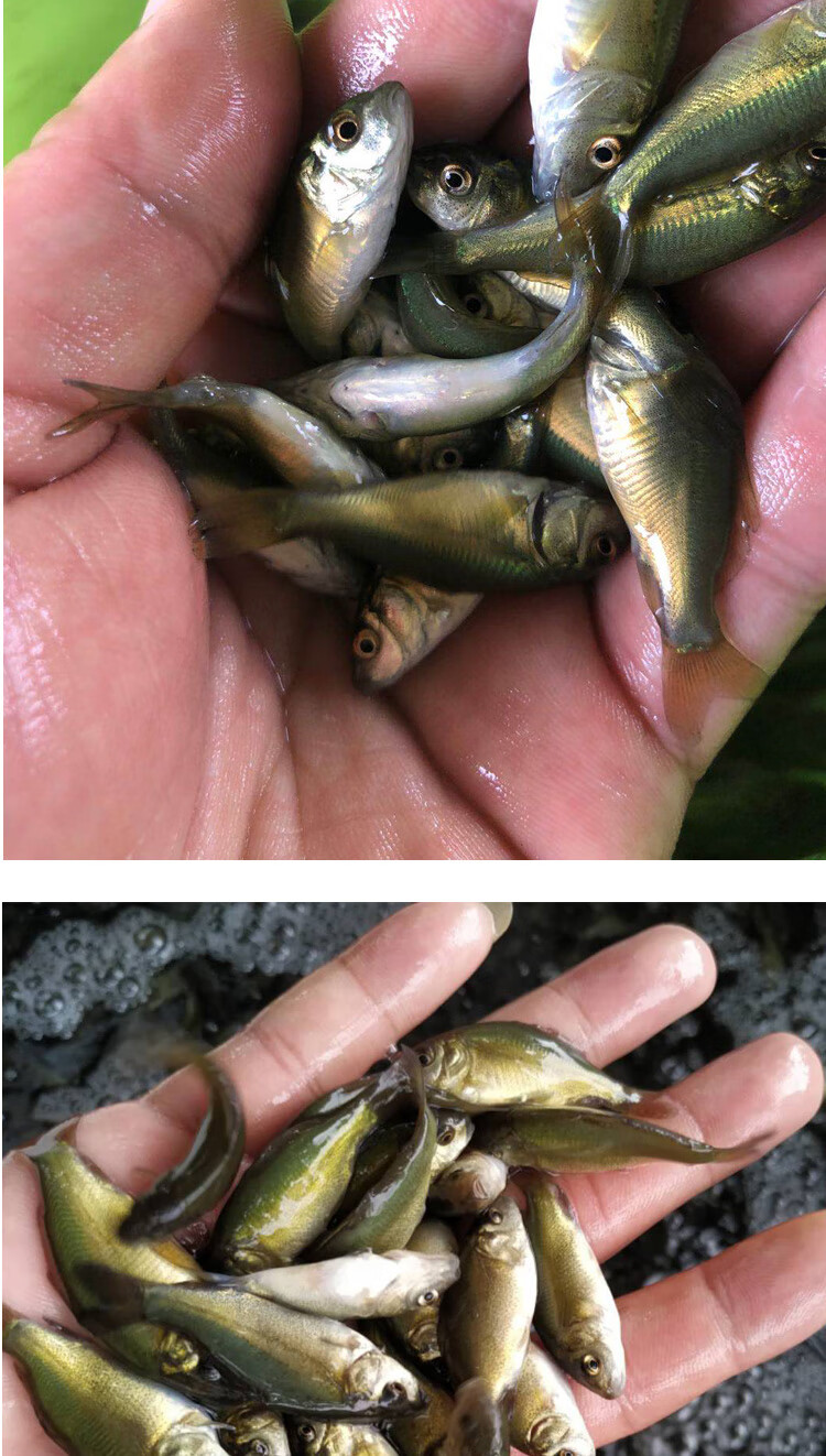 ajaj裸鲤鱼苗裸斑鱼无甲鲤鱼活体鱼苗淡水养殖食用鱼好养耐活鱼小鱼苗
