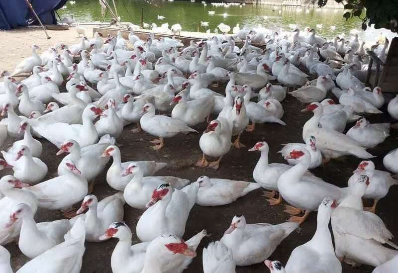 番鸭种蛋非洲雁受精卵可孵化鸭蛋红脸鸭肉鸭可孵化鸭种蛋10枚盒装