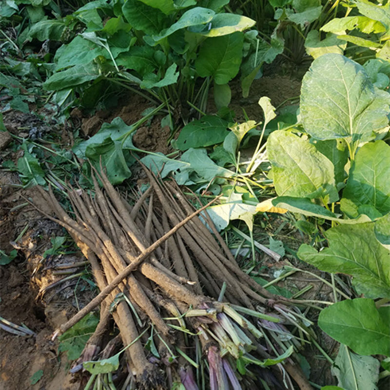 野生牛蒡图片 真实图片