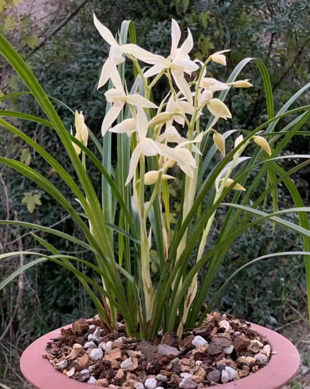 当年开花名品兰花苗盆栽莲瓣兰大雪素 阳台庭院客厅绿植花卉兰花 大雪