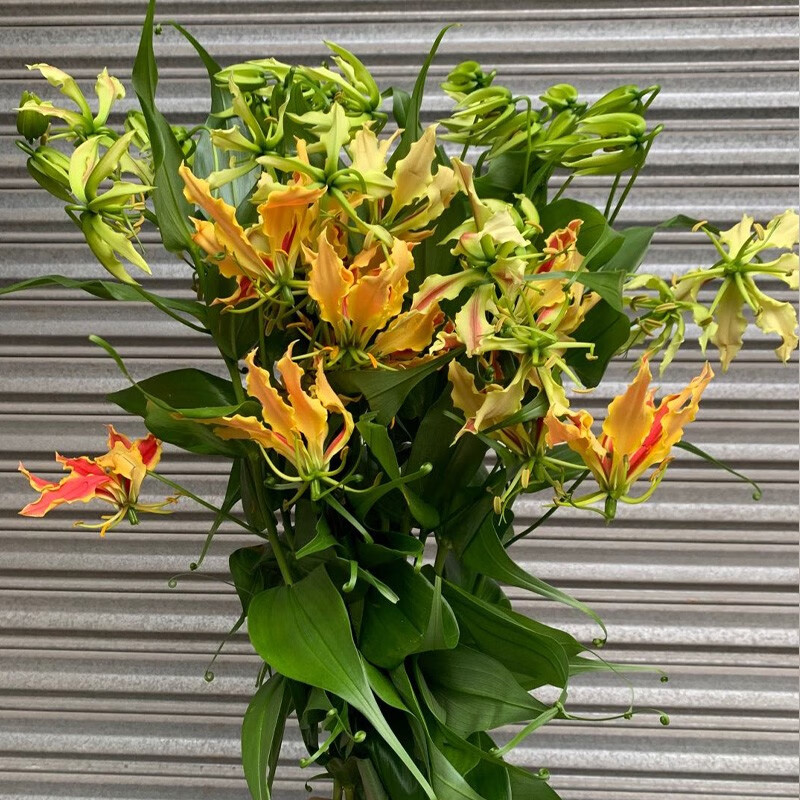 森润鲜花日本进口花材日本红嘉兰5支