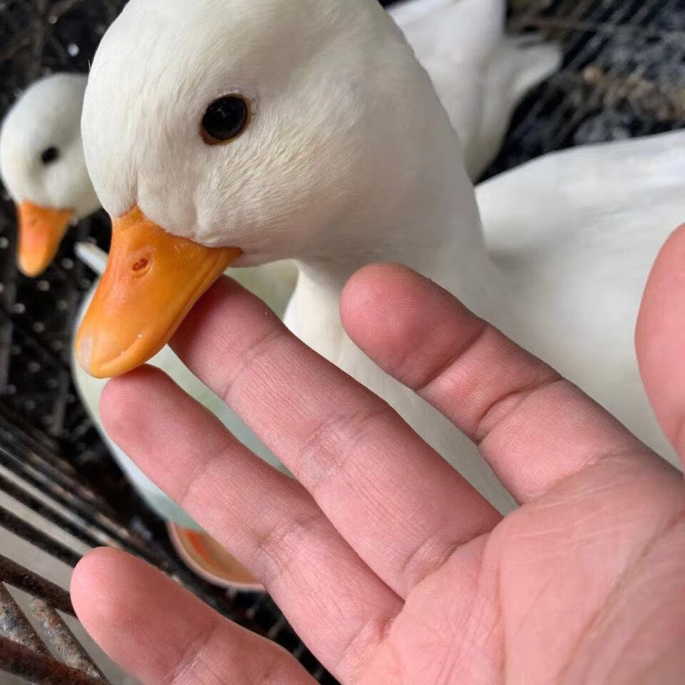 柯尔鸭活物苗青年可儿鸭可爱活体宠物一对幼鸭子活物