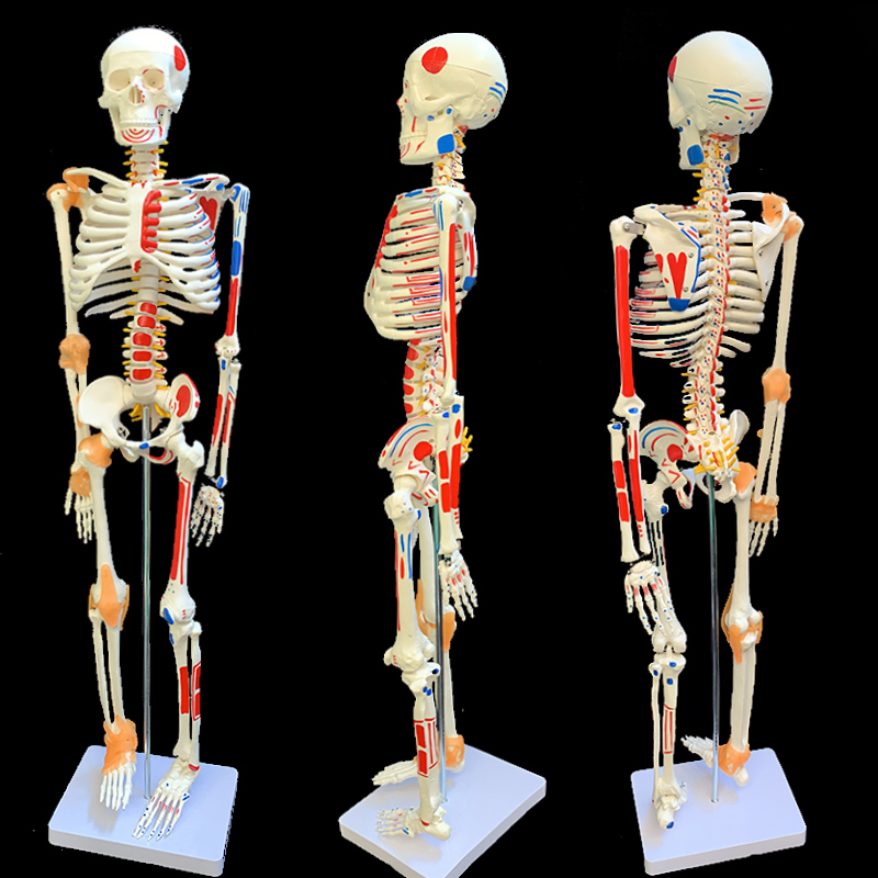45 85 170cm人体骨骼模型骨架人体模型小白骷髅教学脊椎全身 85厘米