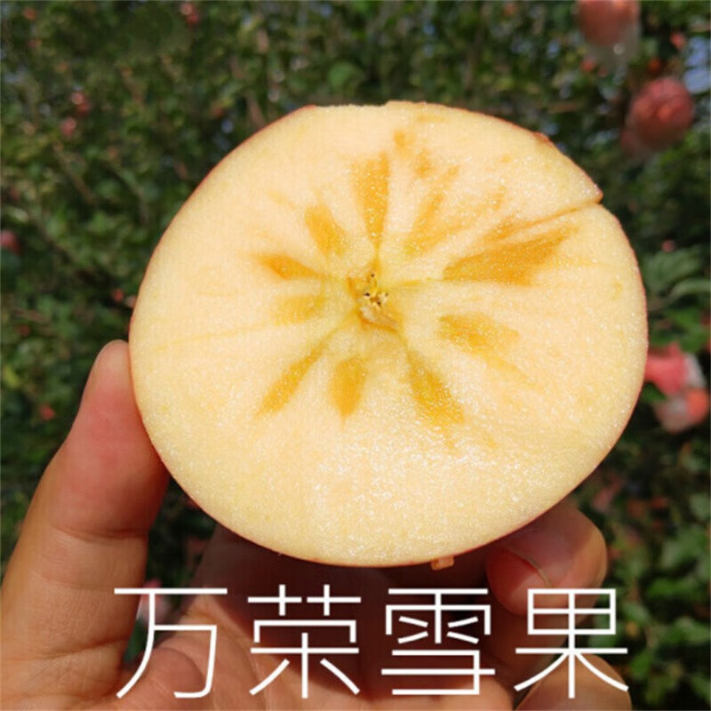 山西万荣雪果整箱冰糖心红富士苹果生鲜团购生鲜送礼 整箱18斤【家庭