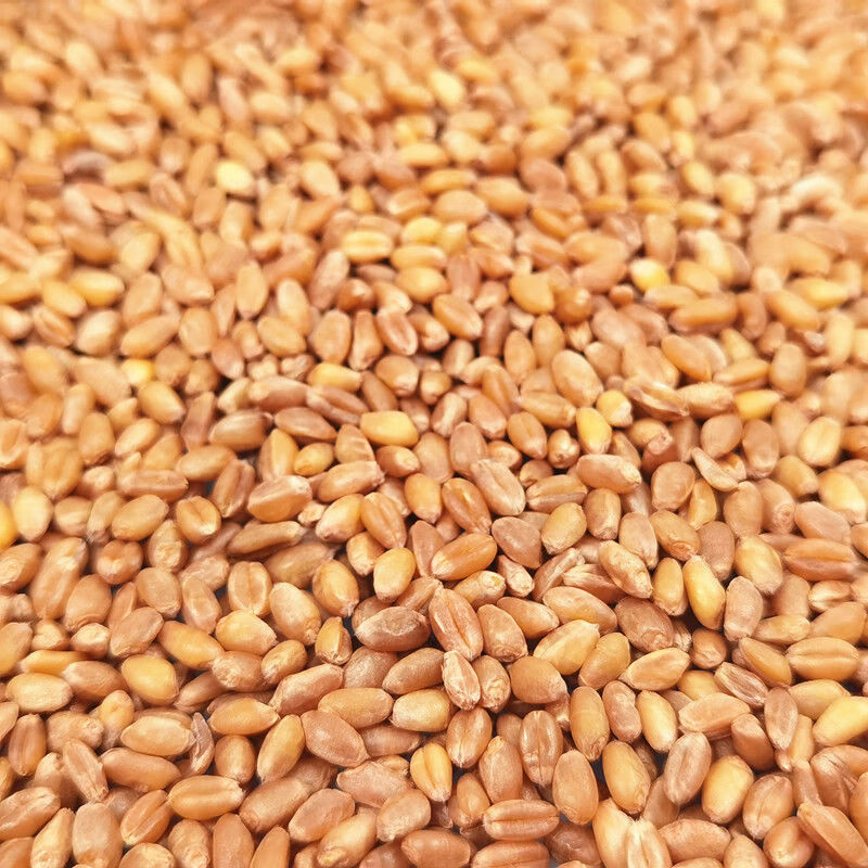 干净小麦粒喂鸡鸭鹅鸽子鸟家禽饲料原料钓鱼打窝猫草种