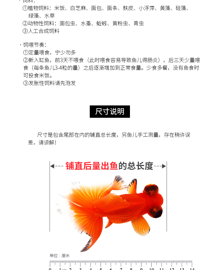 琅河水族观赏鱼金鱼活体兰寿精选淡水鱼活鱼宠物鱼菠萝头兰寿1条68cm