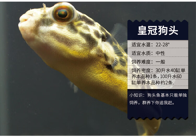 皇冠狗头斑马狗头潜水艇鱼鱼活体淡水麒麟巧克力热带观赏鱼古介78厘米