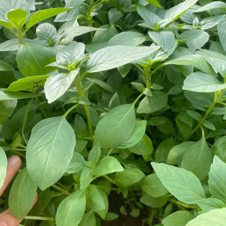 荆芥菜新鲜蔬菜大叶荆芥菜调味菜河南荆芥菜带根荆芥菜荆菜现挖新鲜荆